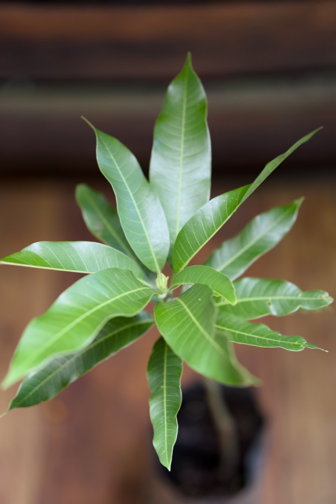 Mango Julie - Grafted Tree