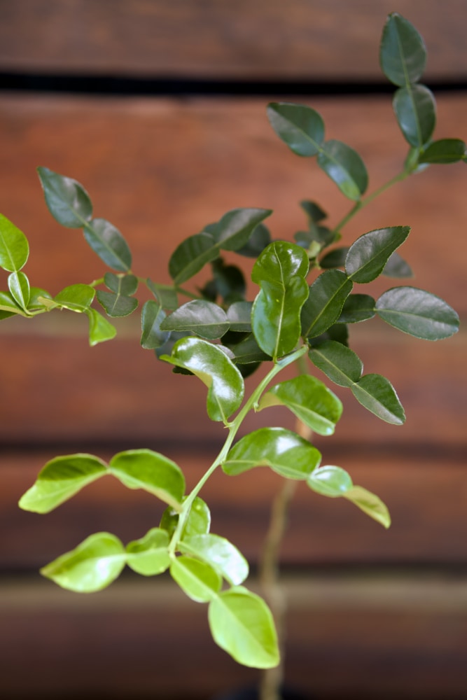 Kaffir Lime Grafted Tree
