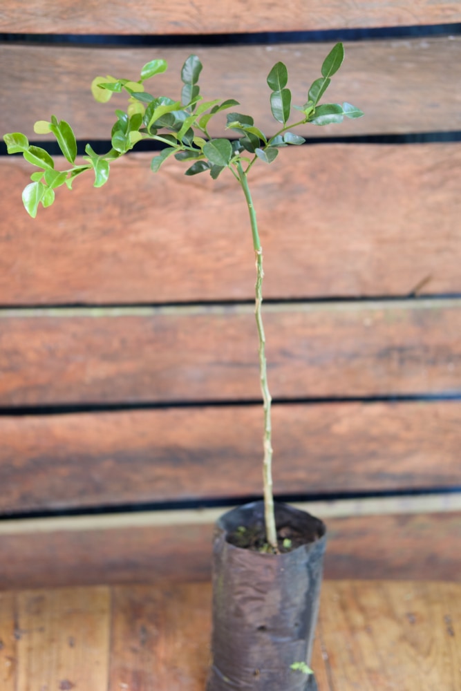 Kaffir Lime Grafted Tree