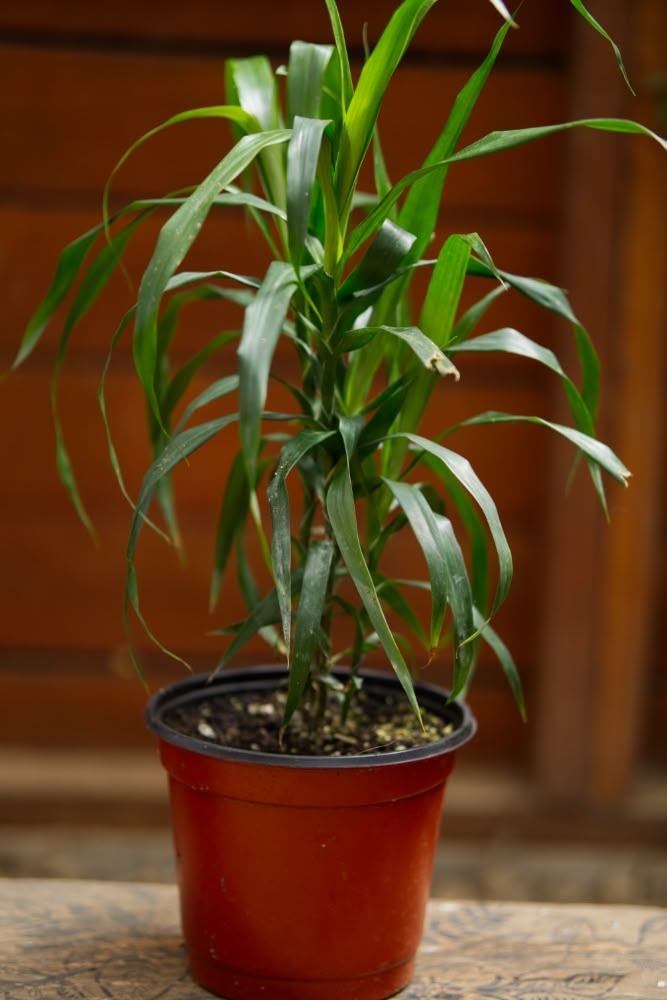 bamboo house plant in soil Lucky Bamboo – SoulFire Farm