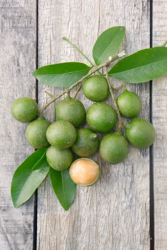 Arbol Mamoncillo