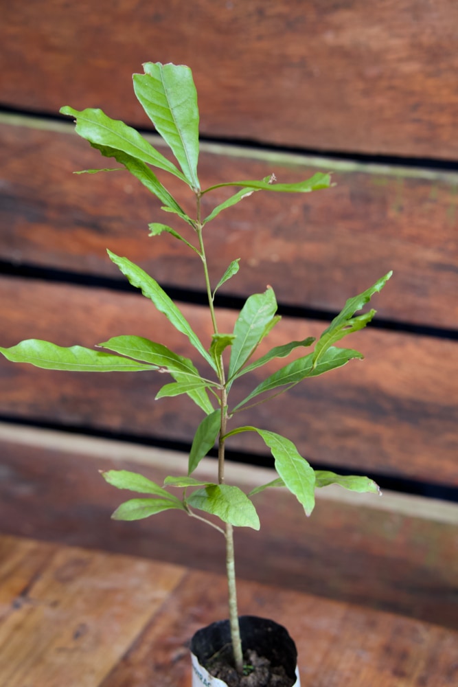 Árbol frutal milagroso