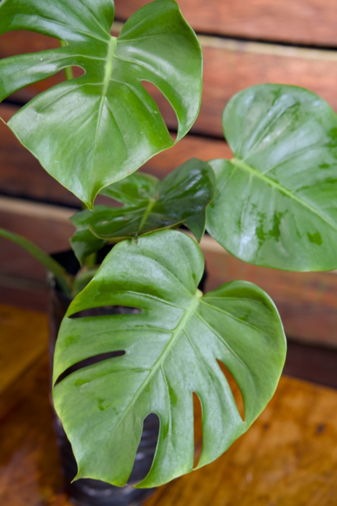 Monstera Deliciosa