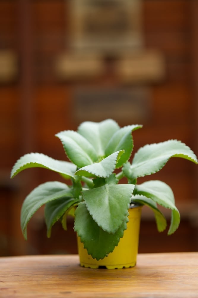 mother succulent Mother of Thousands Plant – SoulFire Farm