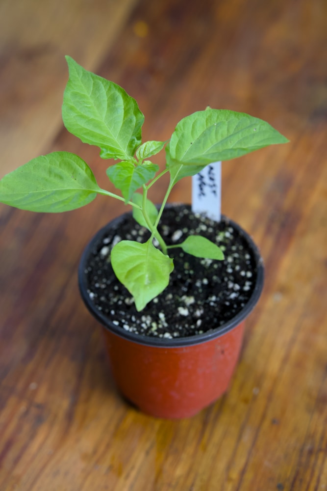 Orange Habanero Plant