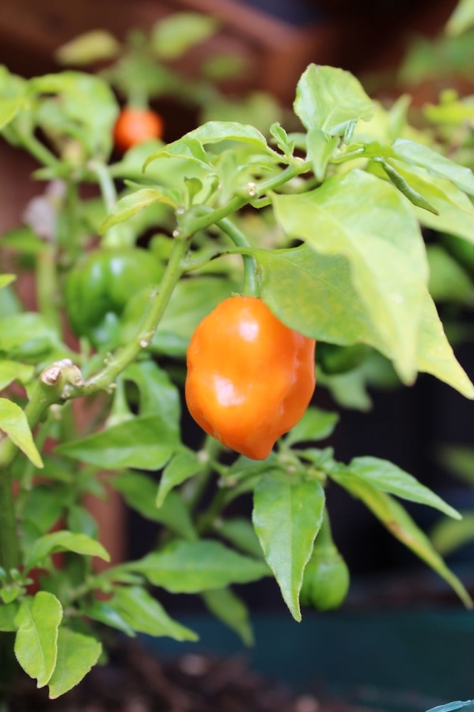 Orange Habanero Plant