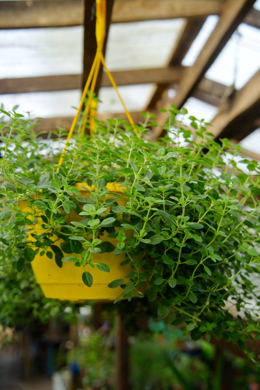 oregano hanging plant Greek Oregano Hanging Basket – SoulFire Farm