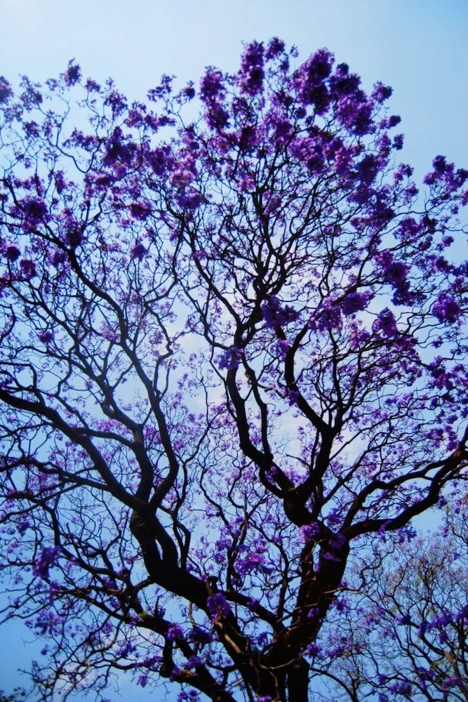 Árbol de guayacán (morado)