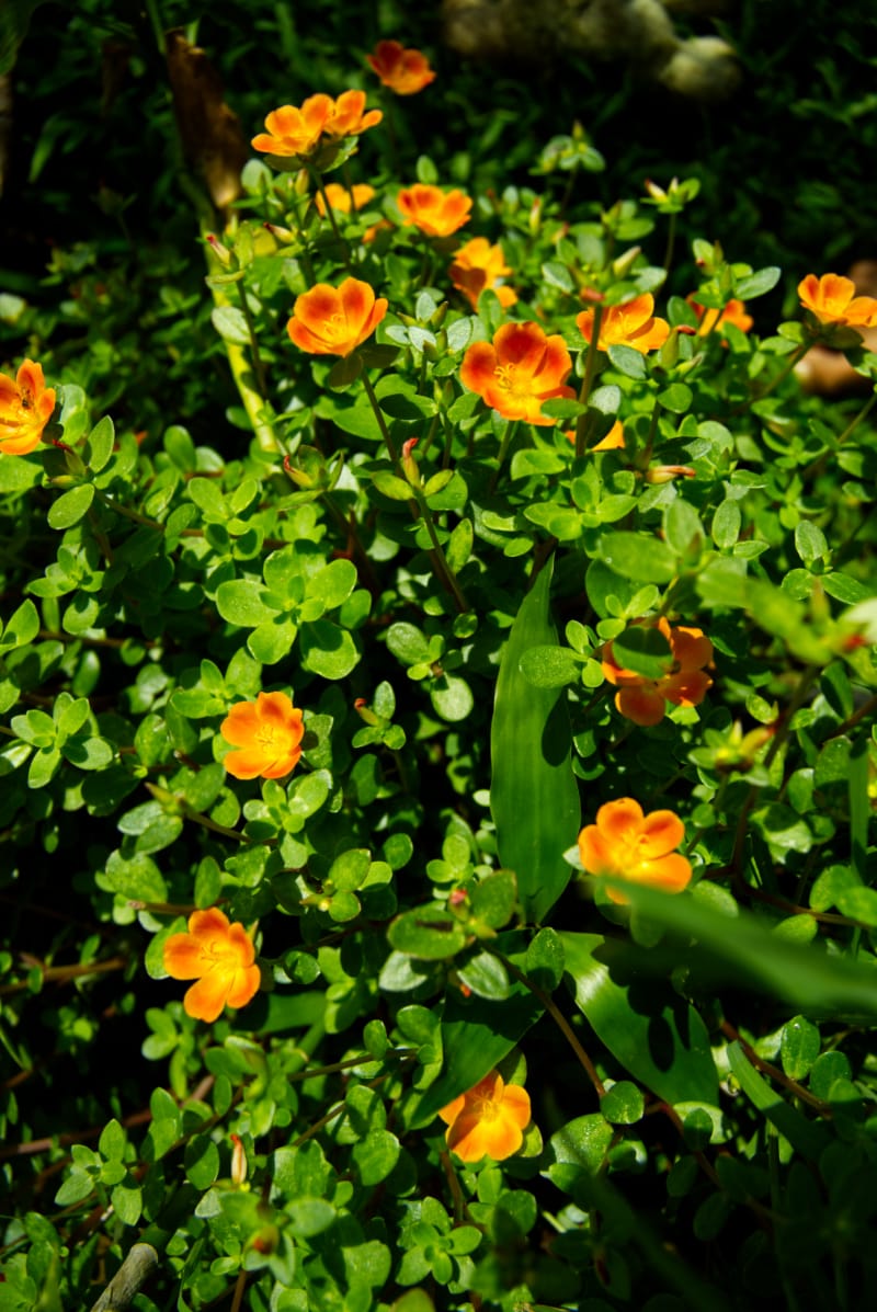 small orange flower succulent Purslane Plant (Electric Orange) – SoulFire Farm