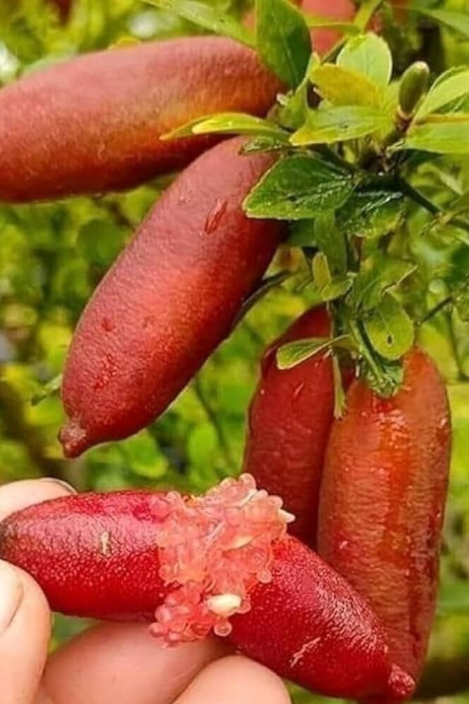 finger lime potting mix Red Finger Lime