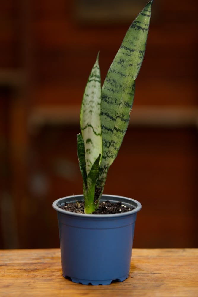 brown leaves snake plant Snake Plant – SoulFire Farm