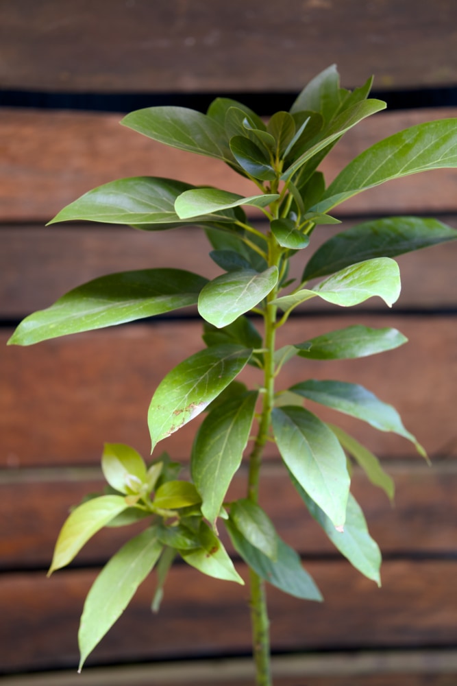 Aguacate Simmonds - Árbol injertado