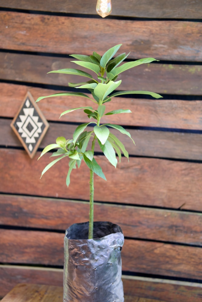 Aguacate Simmonds - Árbol injertado