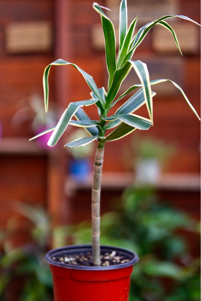 Planta de la canción de la India