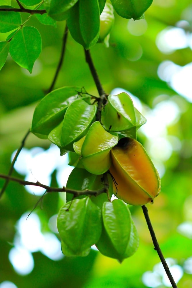 Árbol de carambola