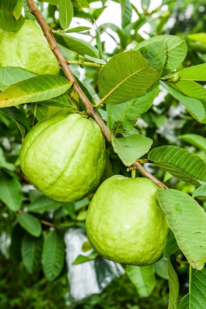 Guayaba blanca de Taiwán