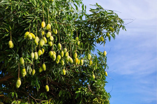 Why Are Your Fruit Trees Not Flowering or Fruiting in Bocas del Toro?