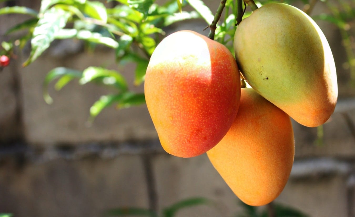 Money DOES Grow on Trees: The True Value of Fruit Trees