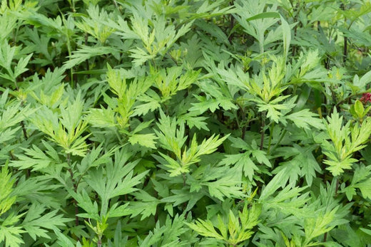 Mugwort: The Herb of Magic, Medicine, and Mystical Dreams