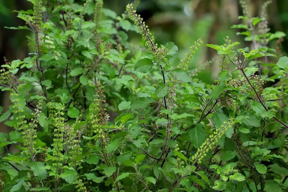 Tulsi (Holy Basil): The Queen of Herbs – SoulFire Farm