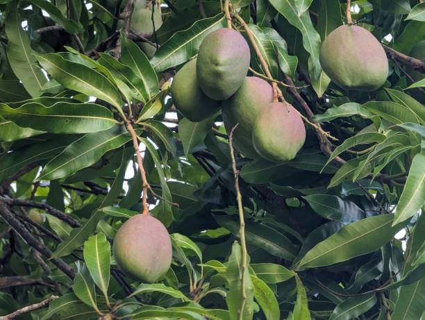 Grafted Mangos