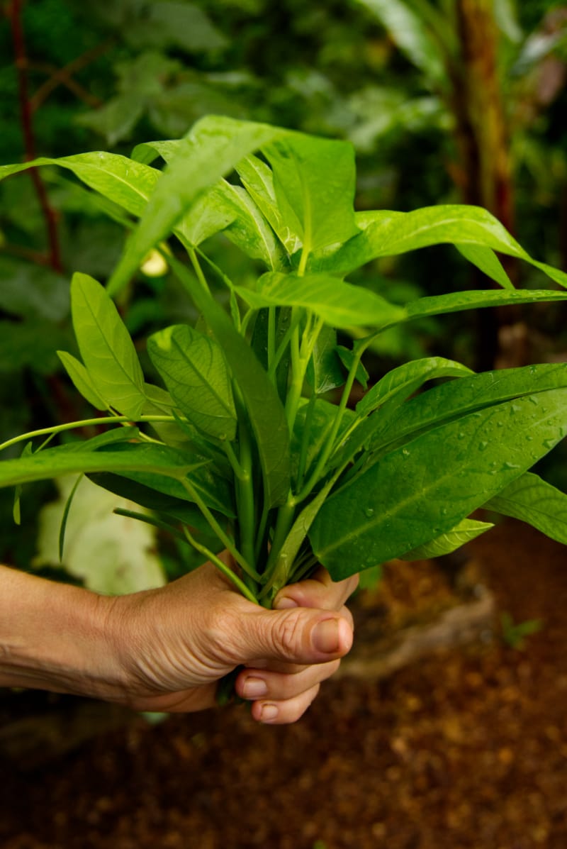 Culinary & Edible Plants