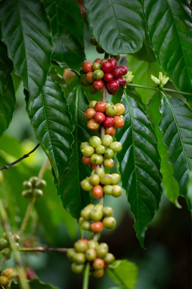Arbol de café robusta