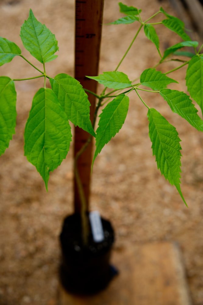 Árbol de guayacán (amarillo)