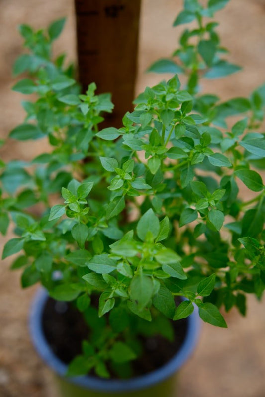 Planta de albahaca fina verde siciliana