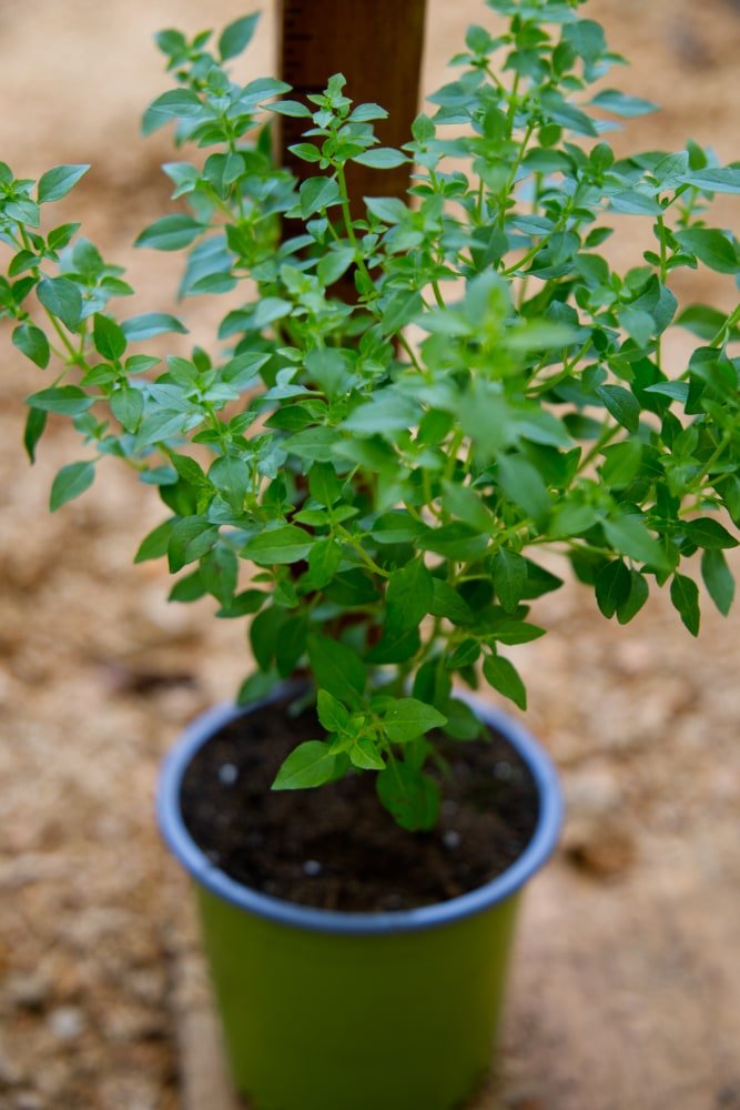 Planta de albahaca fina verde siciliana