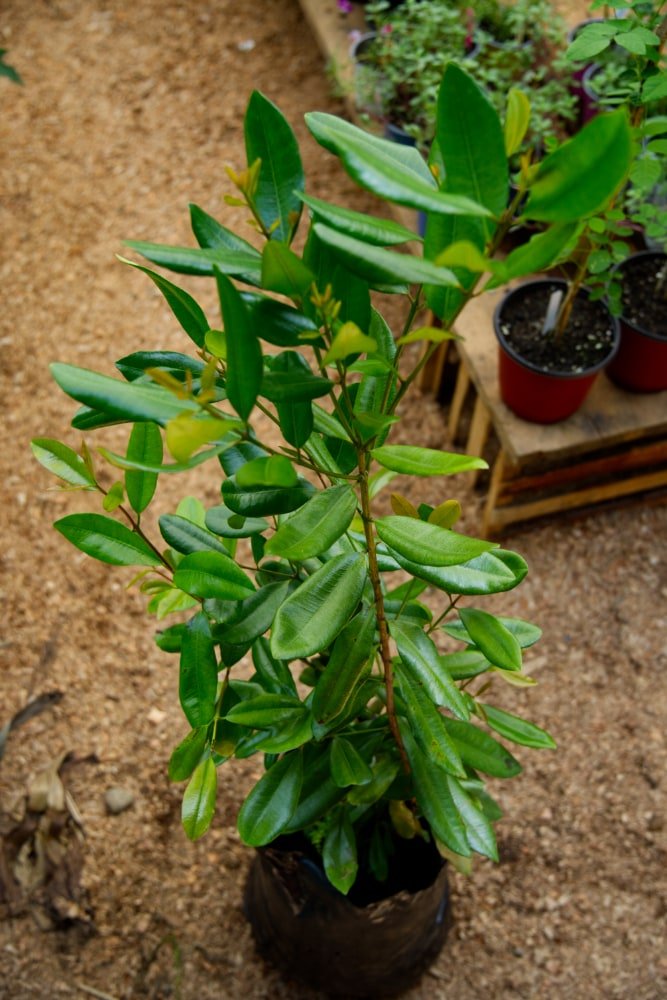 Árbol de Bayrum