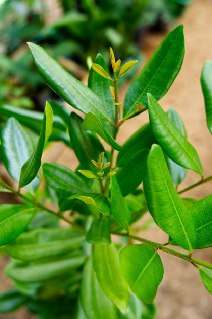 Bayrum Tree