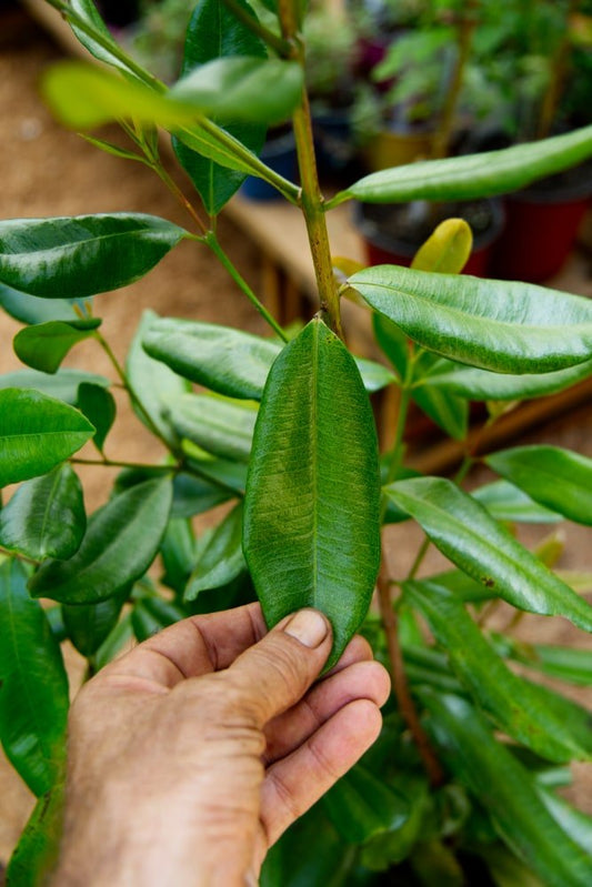 Bayrum Tree