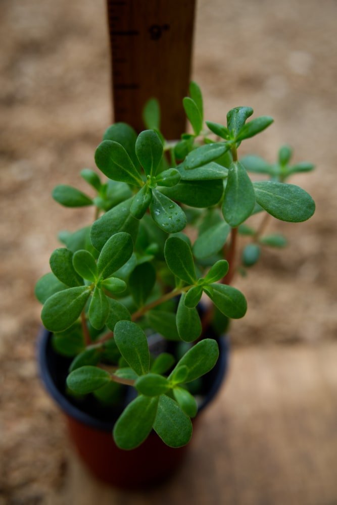 Planta de portulaca (naranja eléctrica)