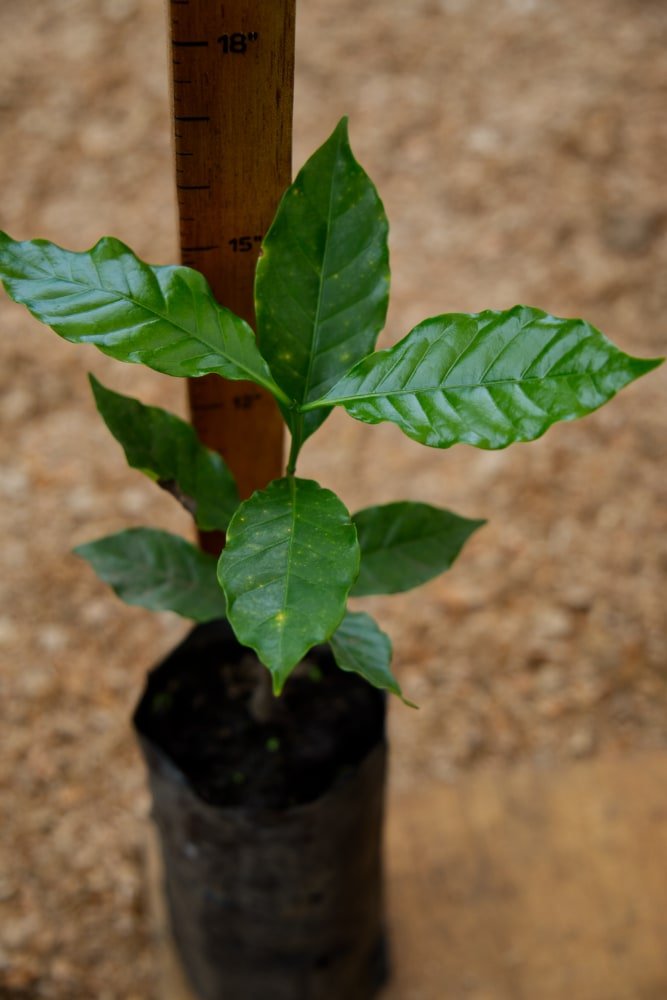 Arbol de café robusta