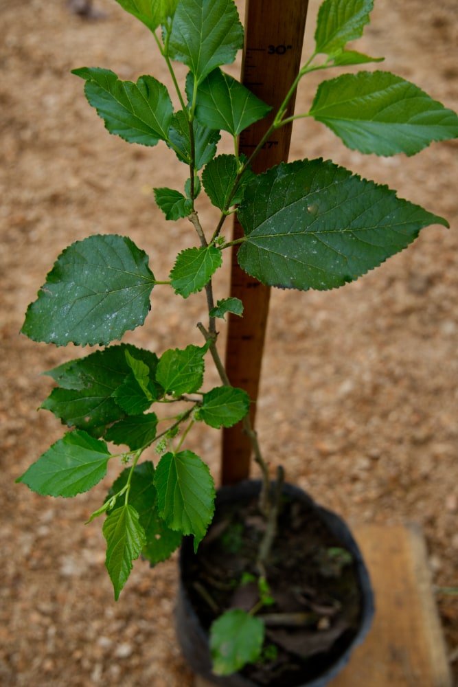 Everbearing Mulberry Tree