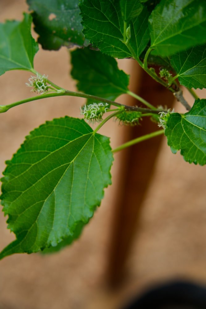 Mora de árbol