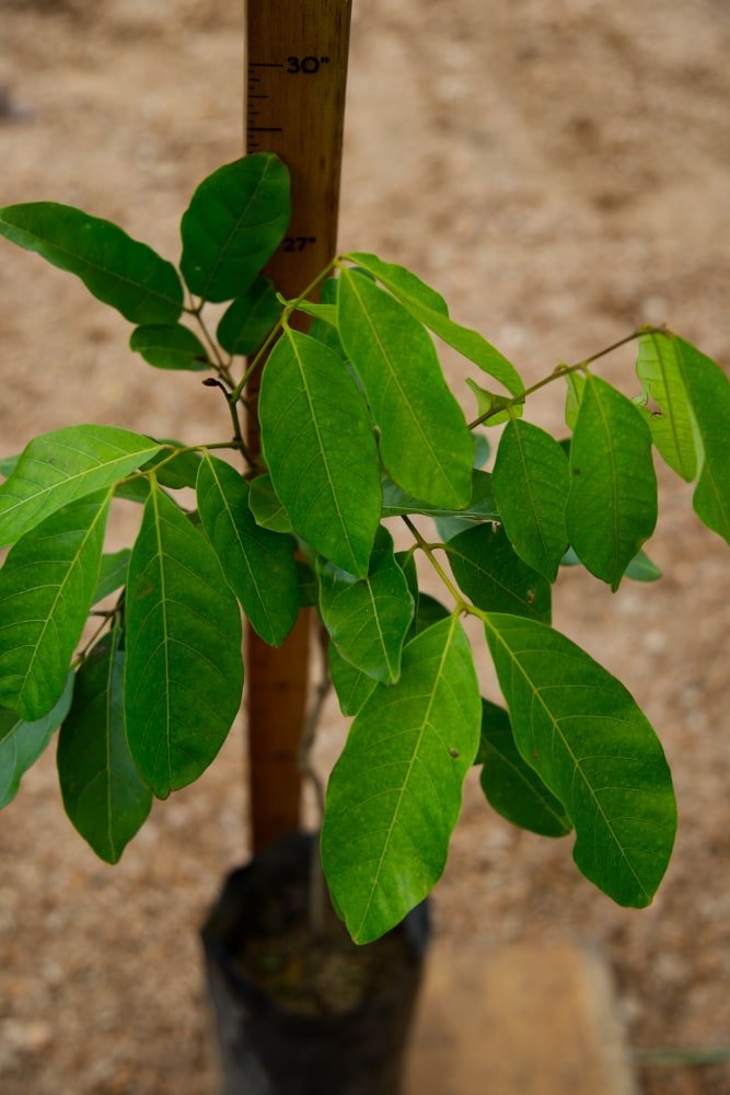 Mamón Chino R167 - Árbol injertado