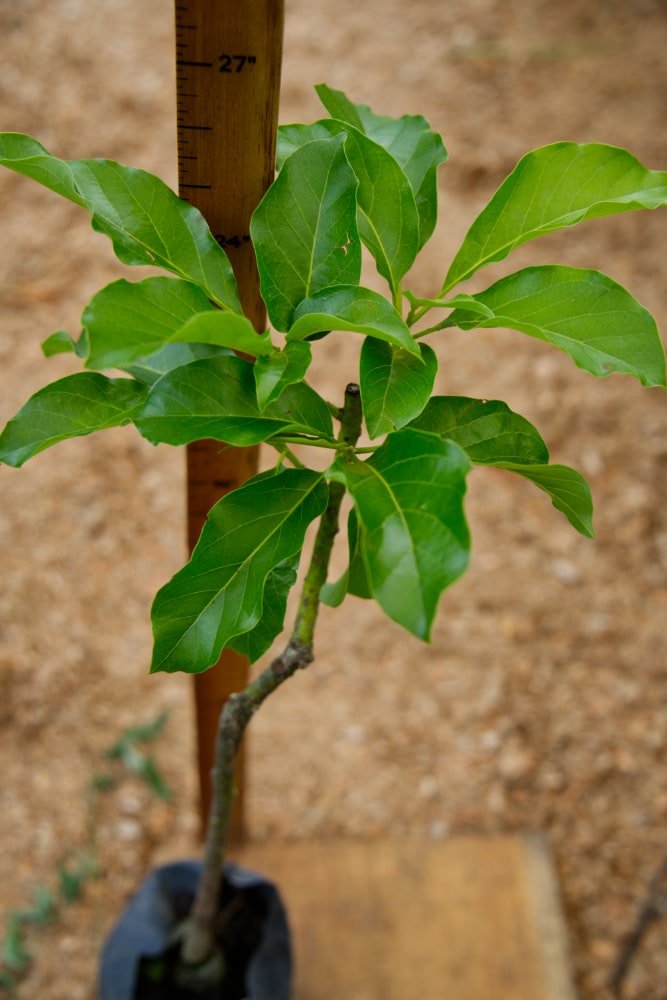 Aguacate Catalina - Arbol Injertado