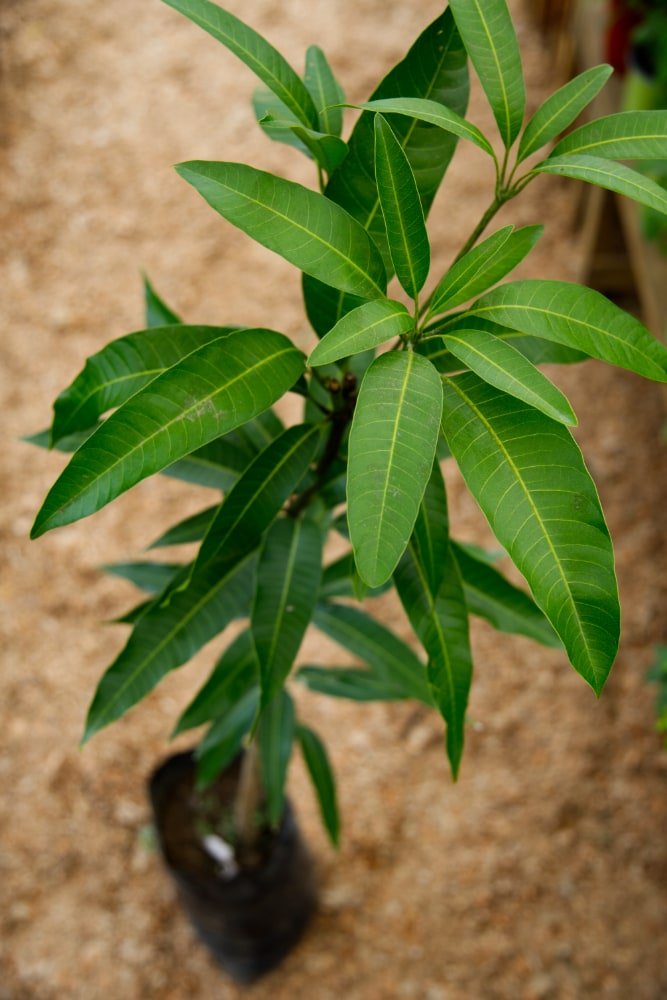 Mango Irwin - Árbol injertado