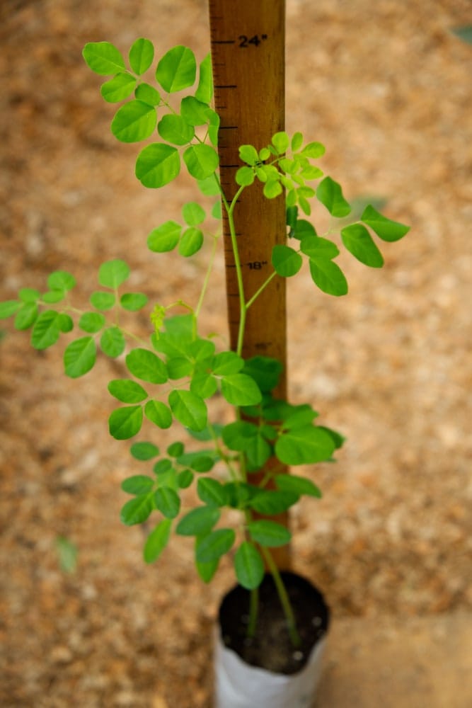 Árbol de moringa