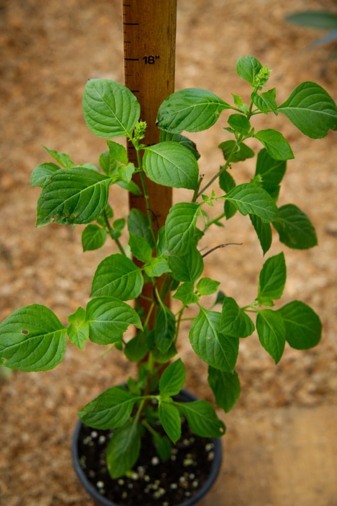 Planta de albahaca sagrada (tulsi)