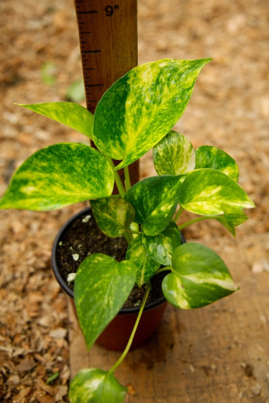 Pothos Plant