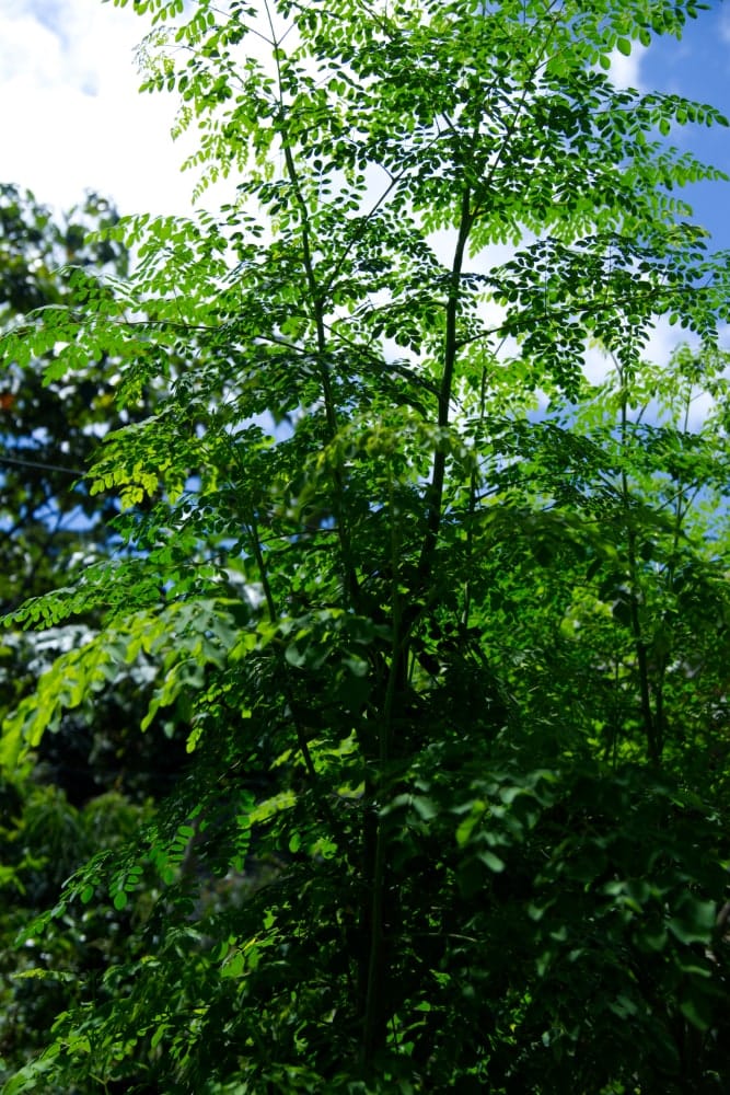 Árbol de moringa