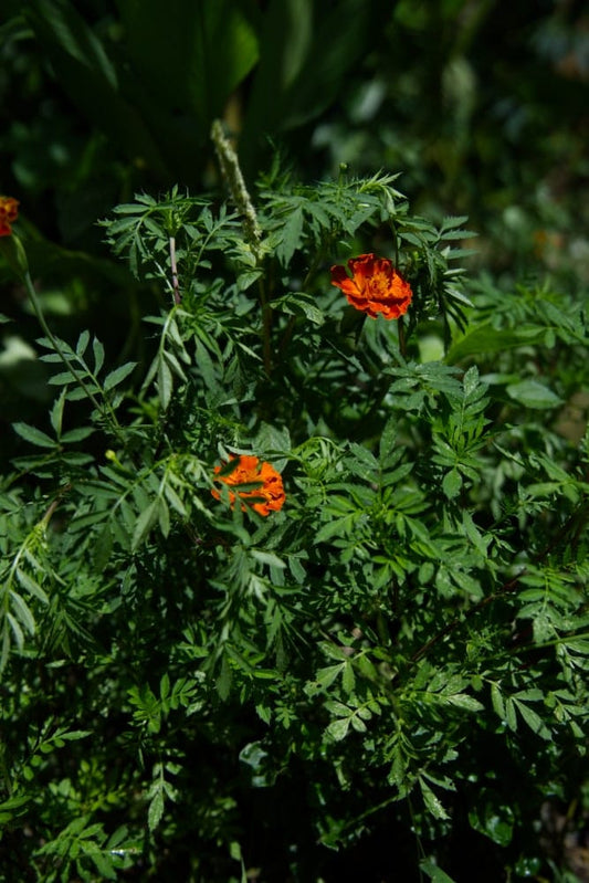 Planta de caléndula francesa