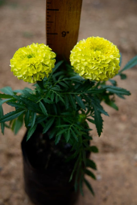 Planta de caléndula amarilla