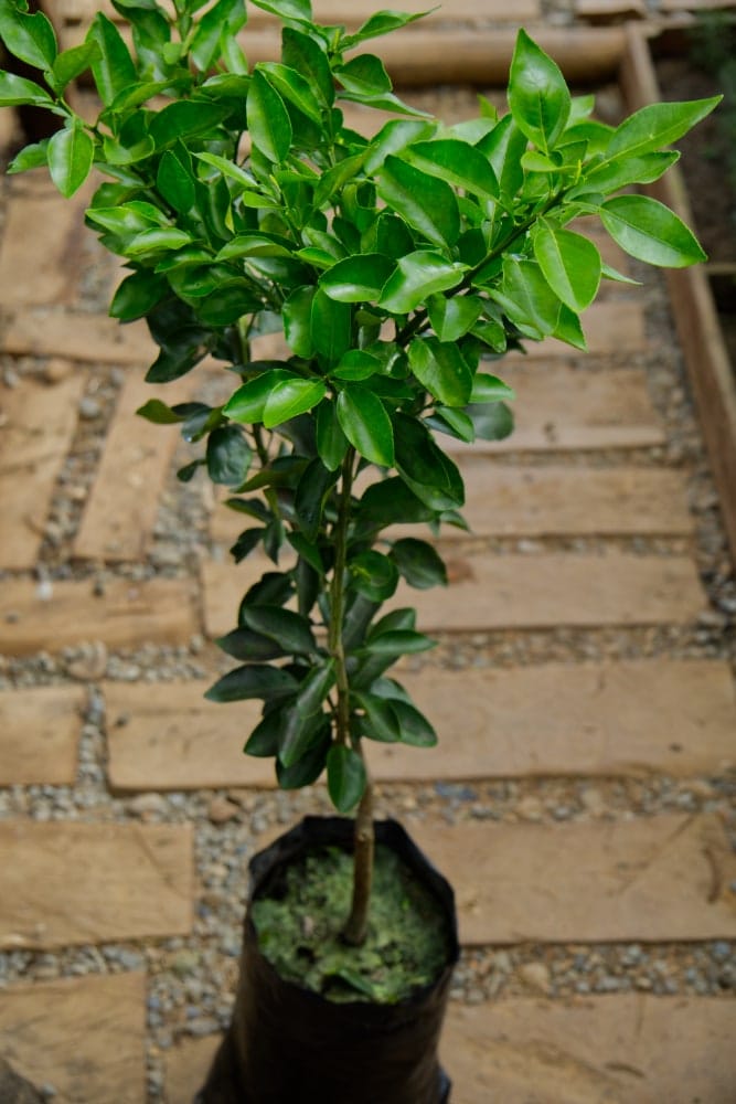 Pomelo rosado - árbol injertado