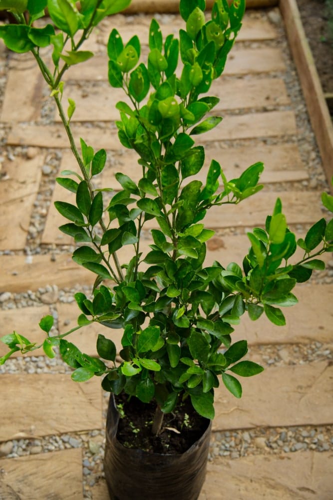 Mandarina Española - Árbol Injertado