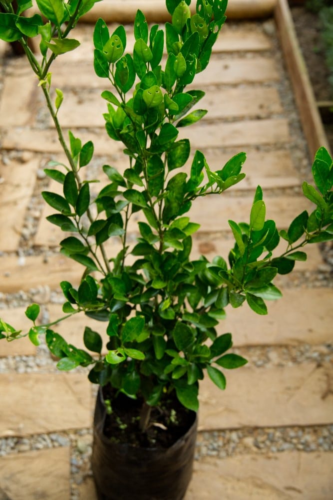Limón Meyer - Árbol injertado