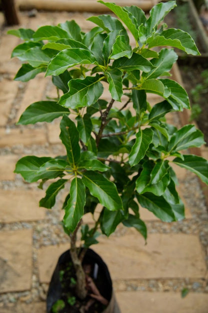 Aguacate Catalina - Arbol Injertado